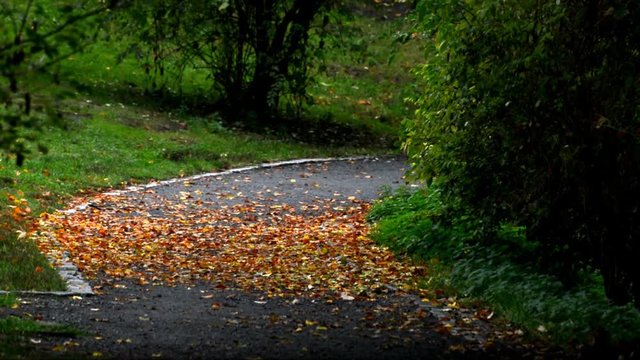 Autumnal Impressions from City Park (Fennsee) in Berlin Wilmersdorf from October 25, 2016, Germany 