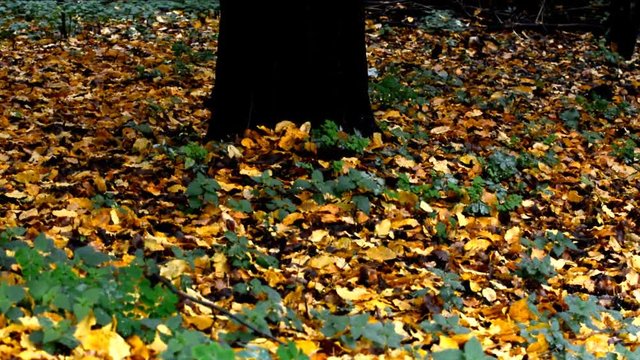 Autumnal Impressions from City Park (Fennsee) in Berlin Wilmersdorf from October 25, 2016, Germany 
