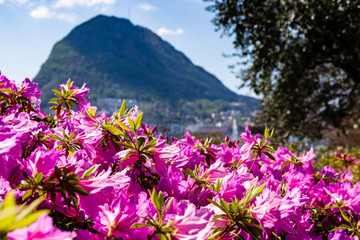 Il risveglio della primavera a Lugano