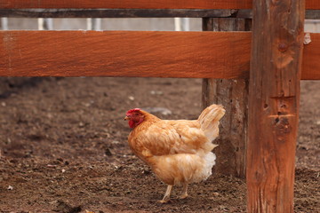 hen and chickens