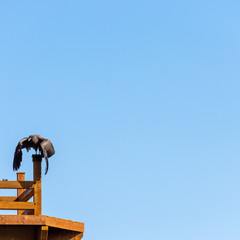 Young Andean condor (Vultur gryphus) 