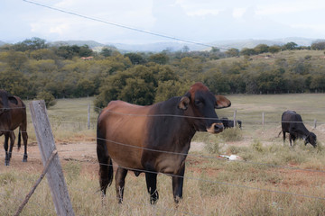cow in field