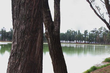 Fototapeta premium Tree_lake