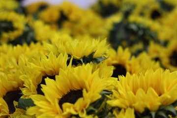 flowers in Los Angeles area