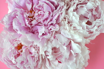 Light pink peony bouquet wrapped in tissue paper on pink background with copy space