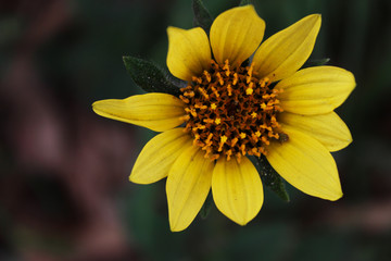 yellow_flower