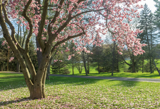 Magnolia tree in bloom in a park