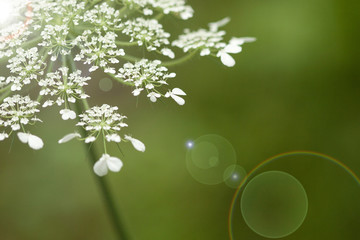 green background flowers growing up in spring time