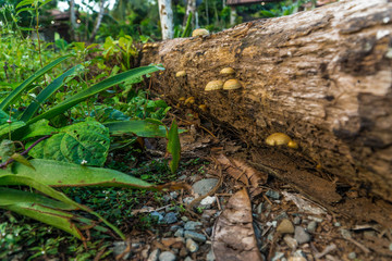 stump in forest