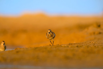 Cute water bird. Colorful nature background. Bird: Curlew Sandpiper.