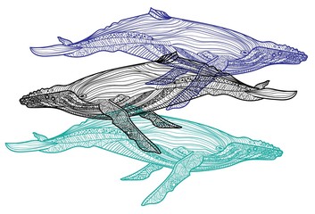 Blue whale. Meditative coloring of antistress. Arrows, strips, scales, lines. Logo, print on the shirt. Background for text. Background for text. 