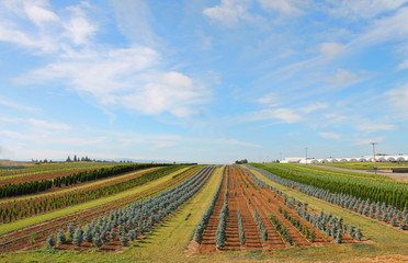 Looking down a field of crops