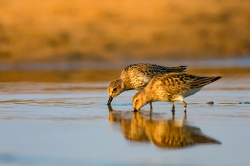 Cute water bird. Colorful nature background. Bird: Curlew Sandpiper.