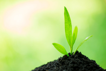 seedling and abundance soil blurry green background with sun light, growth concept