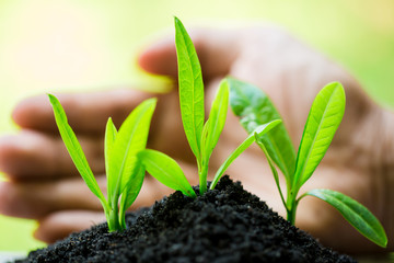 seedling in hand  with abundance soil and blurry green background with sun light