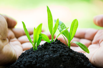 seedling in hands  with abundance soil and blurry green background with sun light