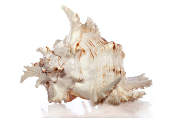 sea shell isolated on white background