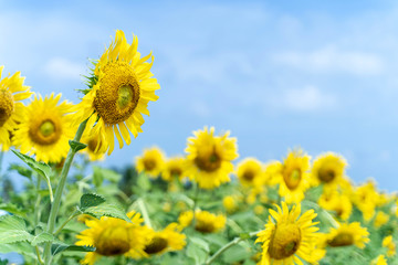 Yellow Sunflower with Blue Sky background.