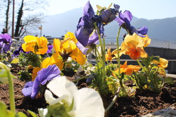 Jardinière au port