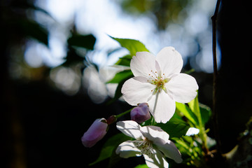 桜　光と陰