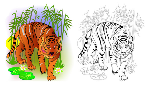Fantasy illustration of cute tiger in the jungle. Colorful and black and white page for coloring book. Printable worksheet for children and adults. Vector cartoon image.