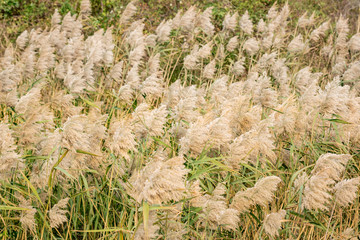 Reeds swaying in the autumn wind, Block Island, RI