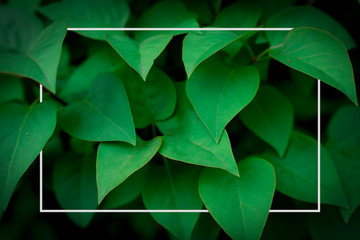 leaves background with white tumblr frame