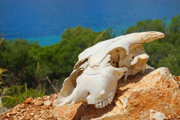 CLOSE UP, DOF: White cattle skull is getting bleached in the arid wilderness.