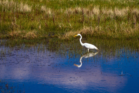 Great Egret with beautiful reflections has caught a tiny fish in the marsh at Bosque del Apache National Wildlife Refuge in New Mexico