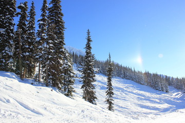 Fototapeta premium Winterwonderland