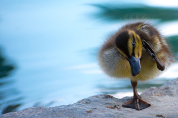 bandit | baby duckling relaxing on a rock near a pond on one leg.