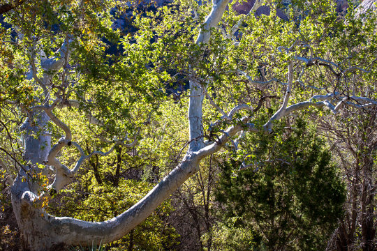 Arizona Sycamore in the Chiricahua Mountains and Coronado National Forest