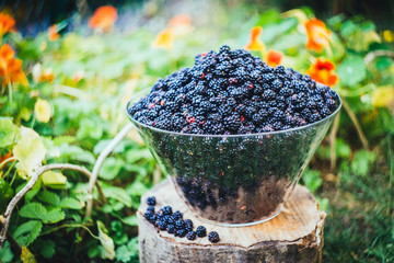 Close up of fresh tasty blackberries as background. 