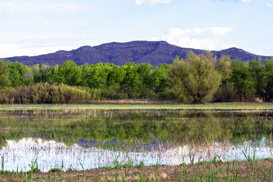Beautiful reflections in the marsh at Bosque del Apache in New Mexico