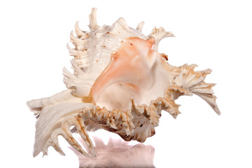 sea shell isolated on white background