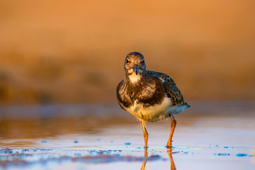 Cute water bird. Common bird Ruddy Turnstone. Colorful nature background. Bird: Ruddy Turnstone....