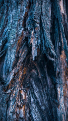 Colorful rough tree texture closeup (macro)