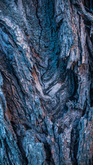 Colorful rough tree texture closeup (macro)
