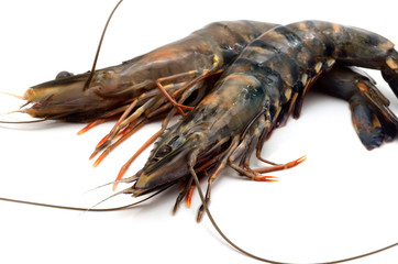 ブラックタイガーのアップ