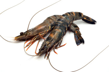 ブラックタイガー