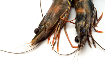 ブラックタイガーのアップ