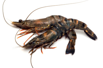 ブラックタイガー