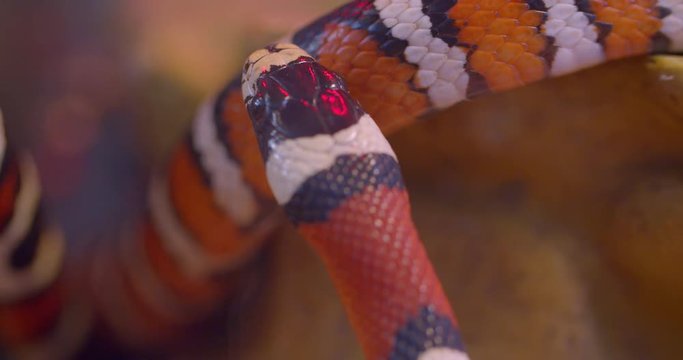 Close-up shot of orange striped snake whirling around in terrarium.