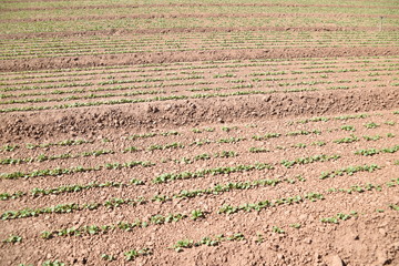 Arizona young radish field