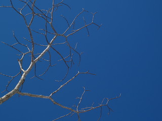 branches of a tree against blue sky