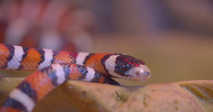 Close-up shot of orange striped snake crawling around in terrarium showing tongue.