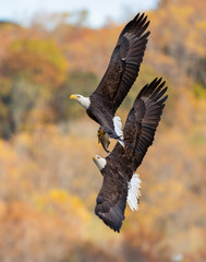 Fish fight of Bald eagles