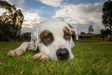 tired dog