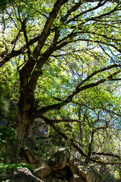 Lost Maples State Natural Area in the Hill Country of Texas