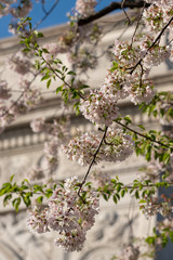 Cherry Blossoms in spring of Washington Square Arch New York City